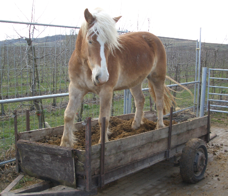 Flap auf dem Mistkarren